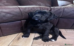 Mixed Breed dogs for sale: Boxador puppies for sale  - Image 13