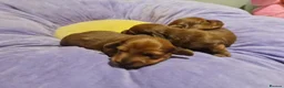 Miniature Dachshund dogs for sale: Pra clear-Beautiful miniature LG Dachshund pupps - Advert 27