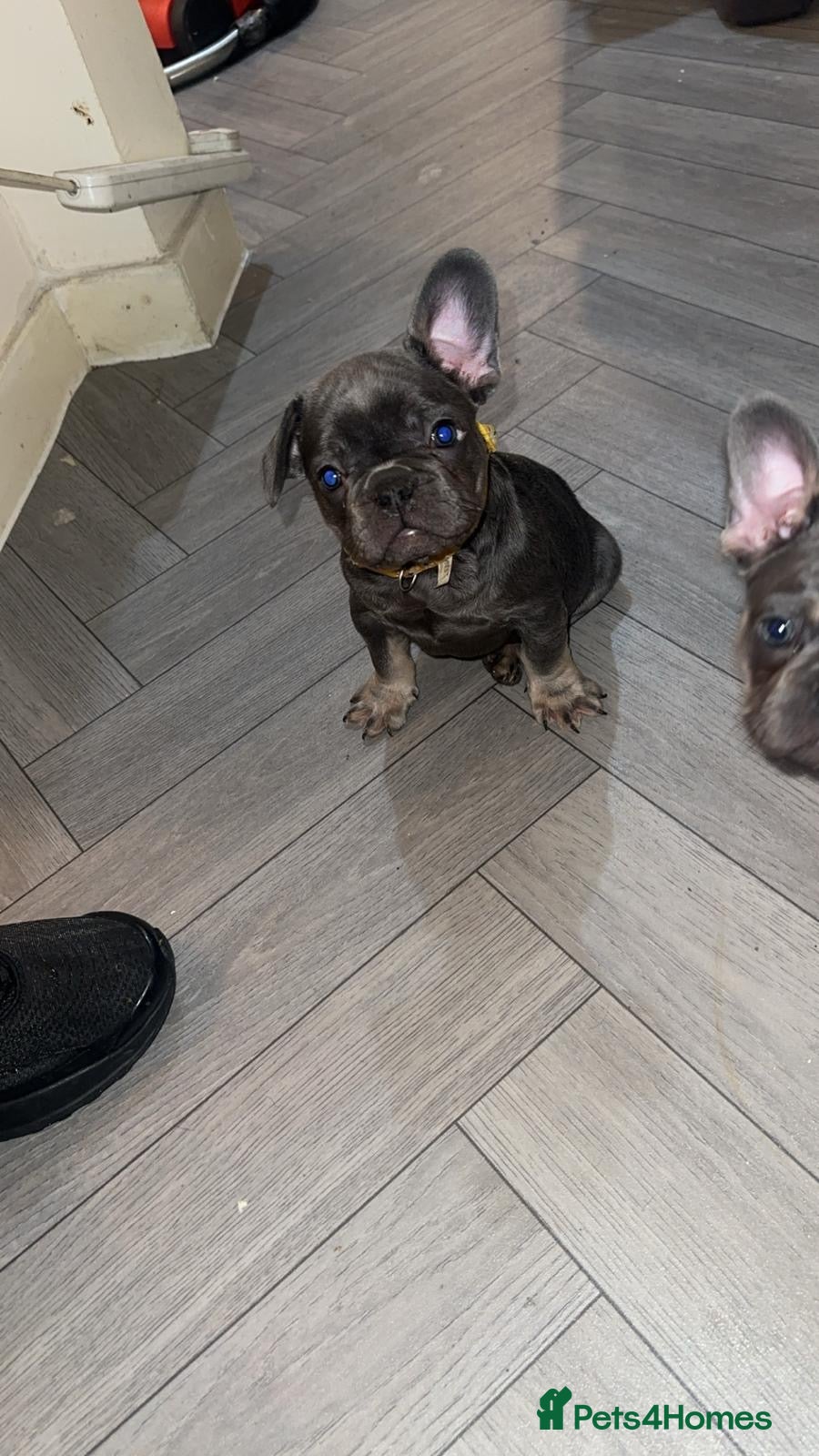 French Bulldog dogs French bulldogs Puppies - Advert 18