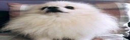 Pomeranian dogs for stud: 1.9kg tiny Proven Ukraine import stud kc reg  in Ferryhill - Advert 17