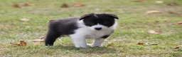 Border Collie dogs for sale: Border Collie Puppies for Sale - Advert 4