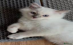 Ragdoll cats for sale: Ready *Pedigree registered Ragdolls  - Image 7