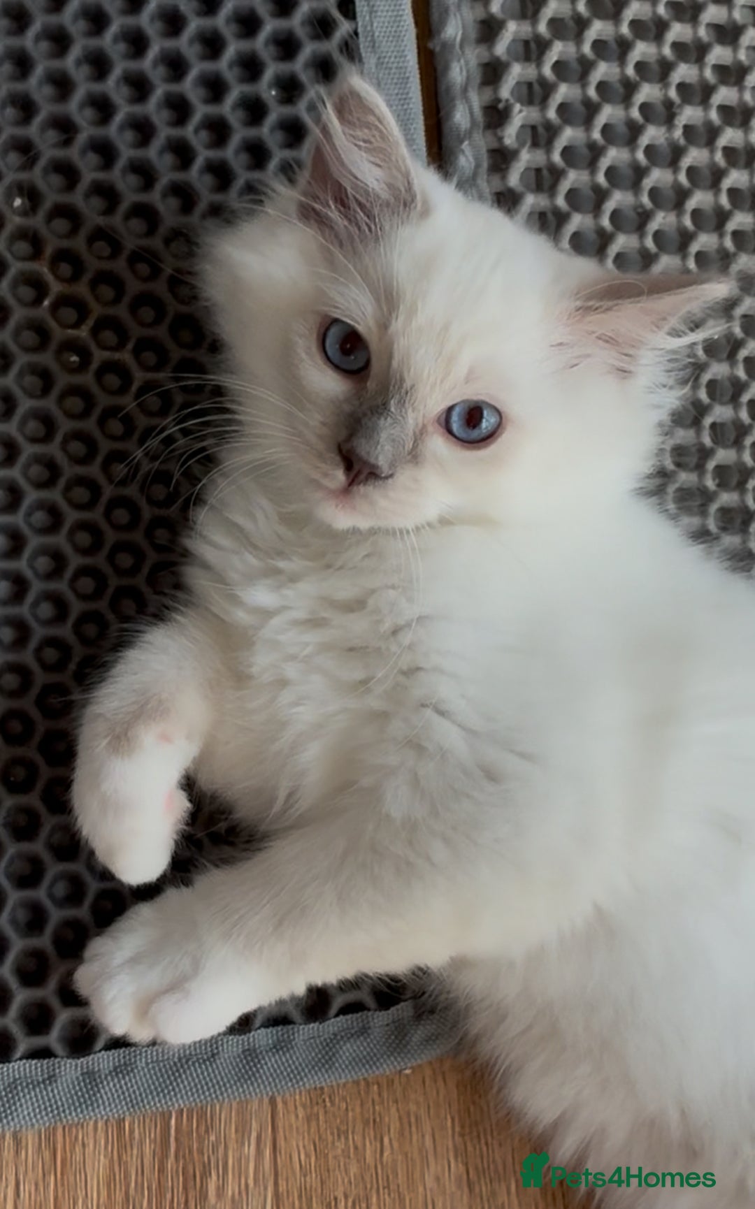 Ragdoll cats for sale: Ready *Pedigree registered Ragdolls  - Image 7