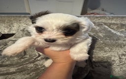 Jackapoo dogs for sale: Cavapoo x jack Russell puppies  - Image 25