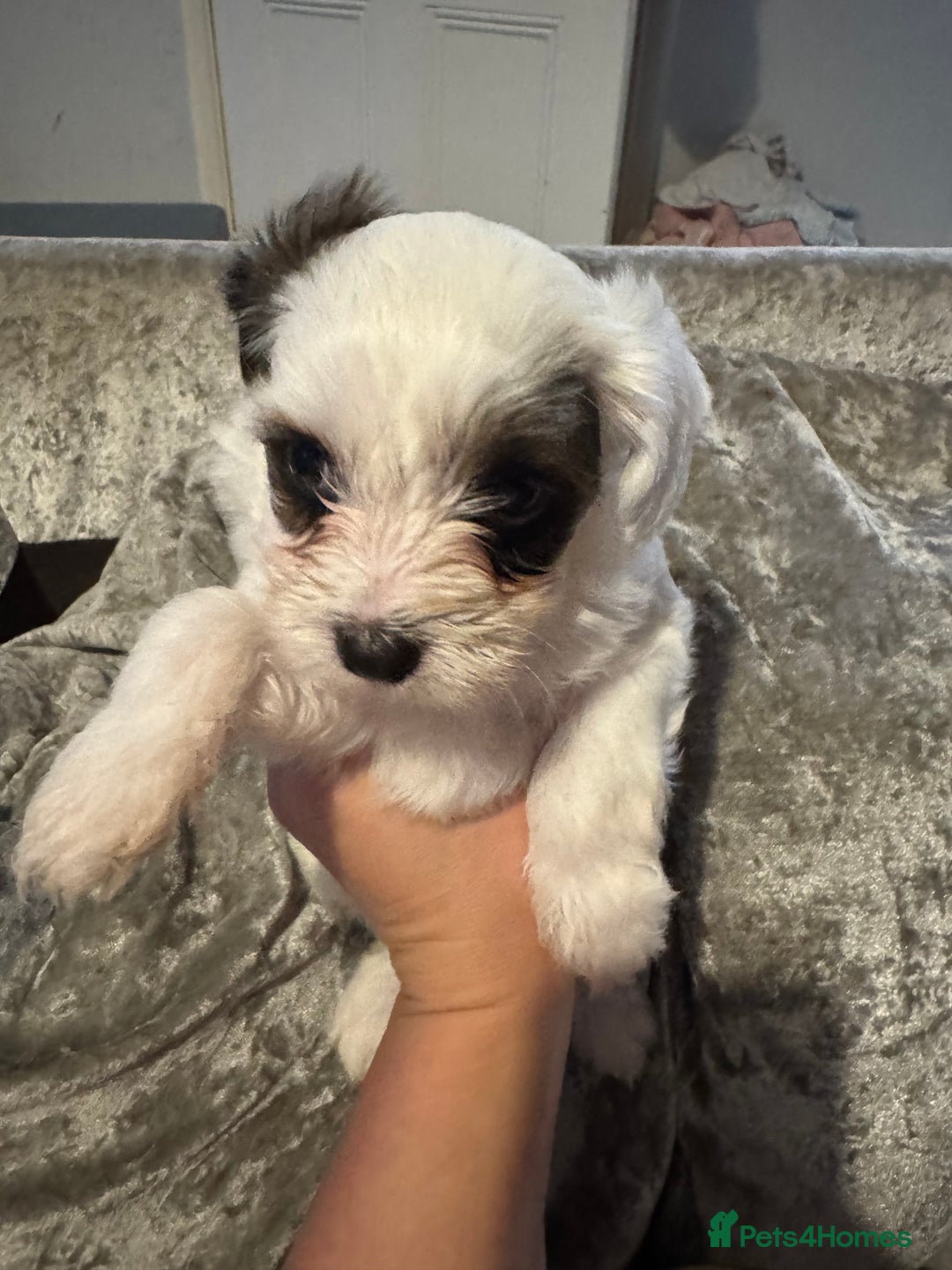 Jackapoo dogs for sale: Cavapoo x jack Russell puppies  - Image 25