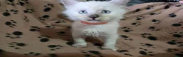 Mixed Breed cats for sale: Ragdoll X kittens  in Ringwood - Advert 12