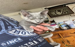 Russian Blue cats for sale: Male Russian blue kitten  - Image 3
