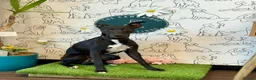 Whippet dogs for stud: Black Whippet For Stud - Advert 2