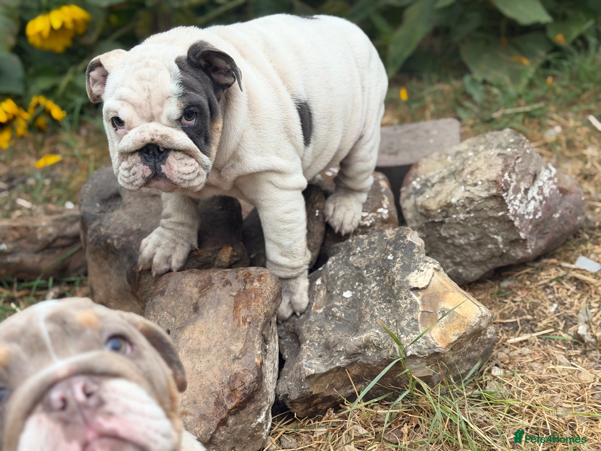 English Bulldog dogs Rare mini english bulldogs  - Advert 2