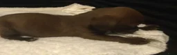 Mixed Breed dogs for sale: super tiny pups  - Advert 15