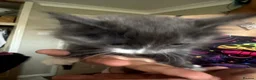 Mixed Breed cats for sale: Beautiful mixed grey kittens - Advert 6