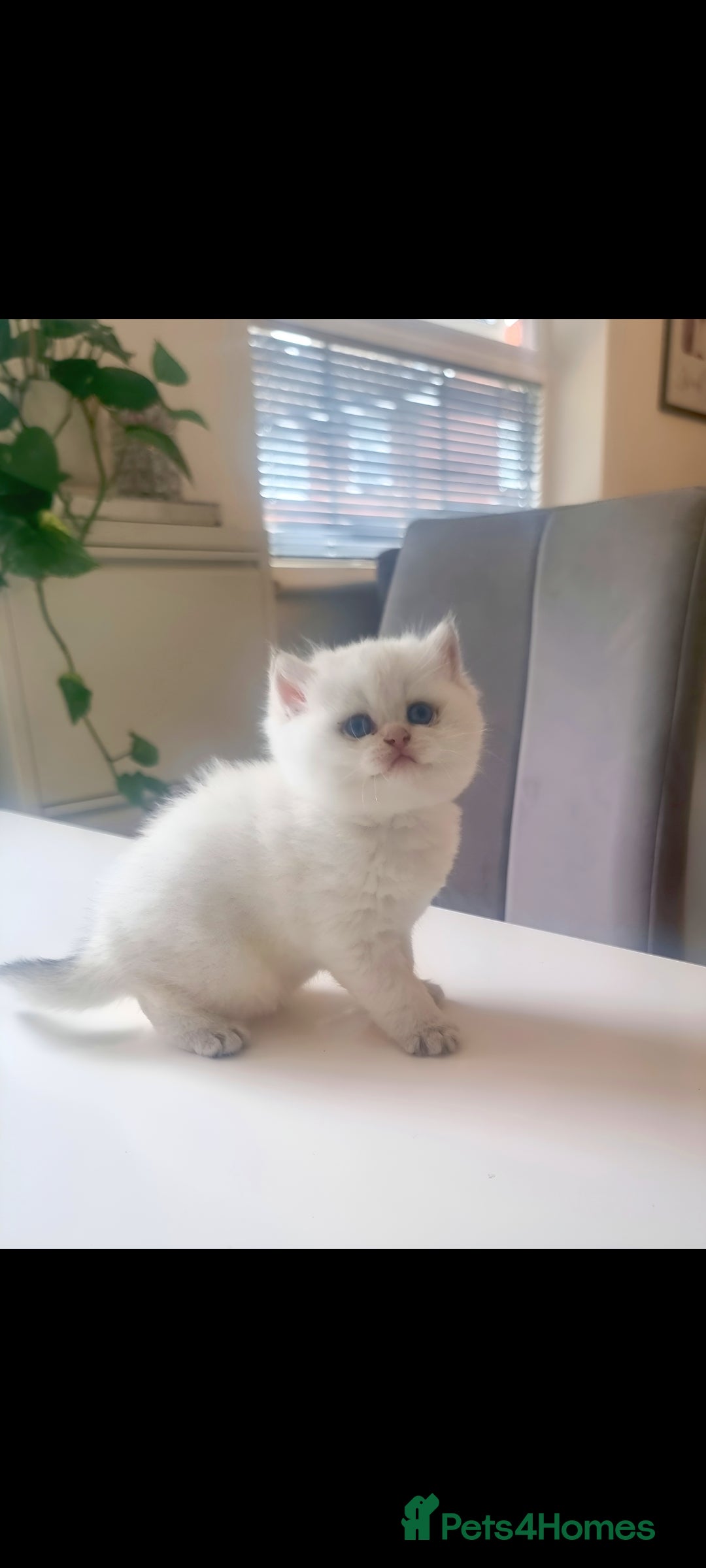 British Shorthair cats for sale: GCCF Chunky Silver tipped health tested parents - Image 21
