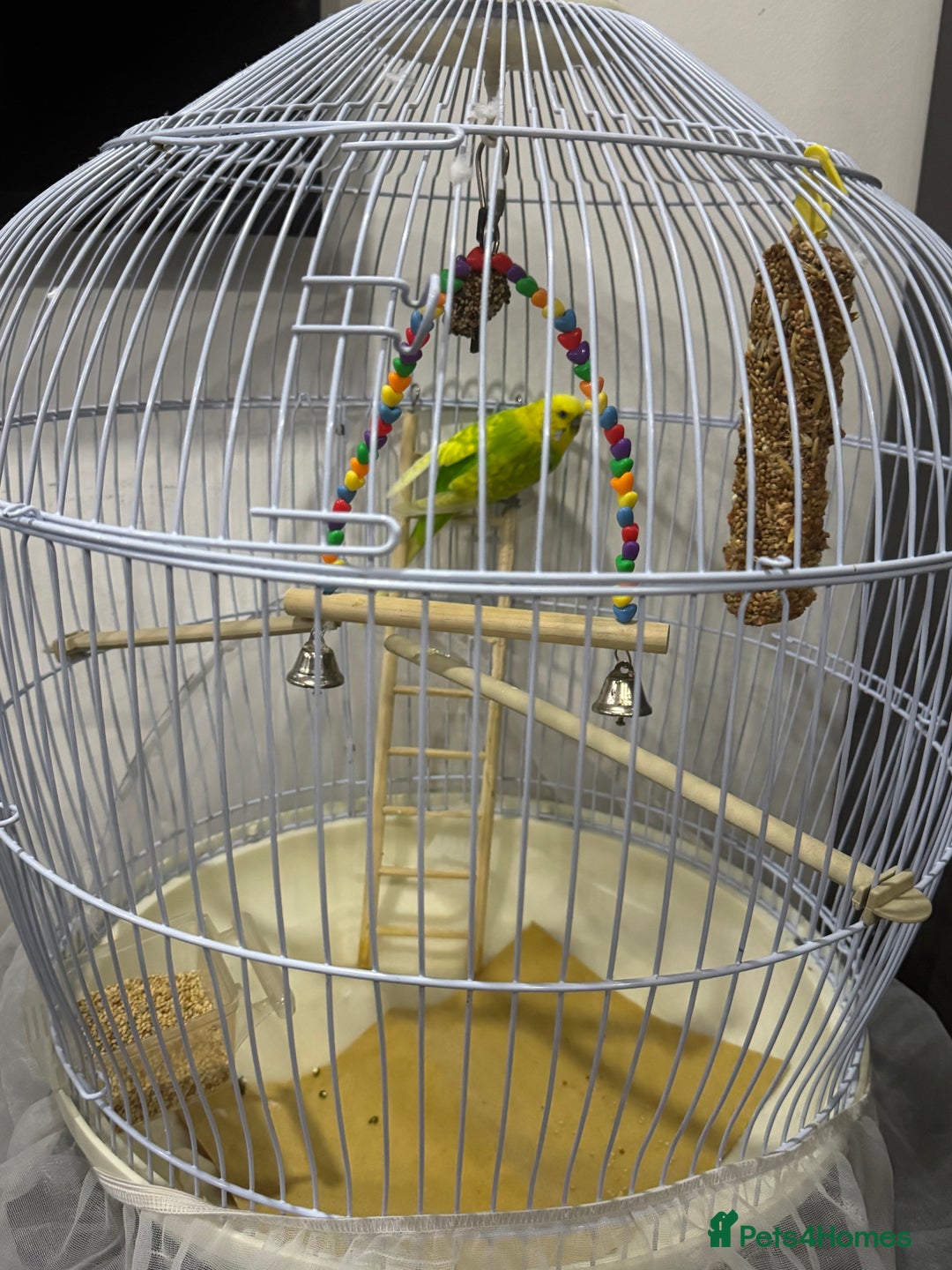 Budgerigars birds for sale: Male budgie  - Advert 2