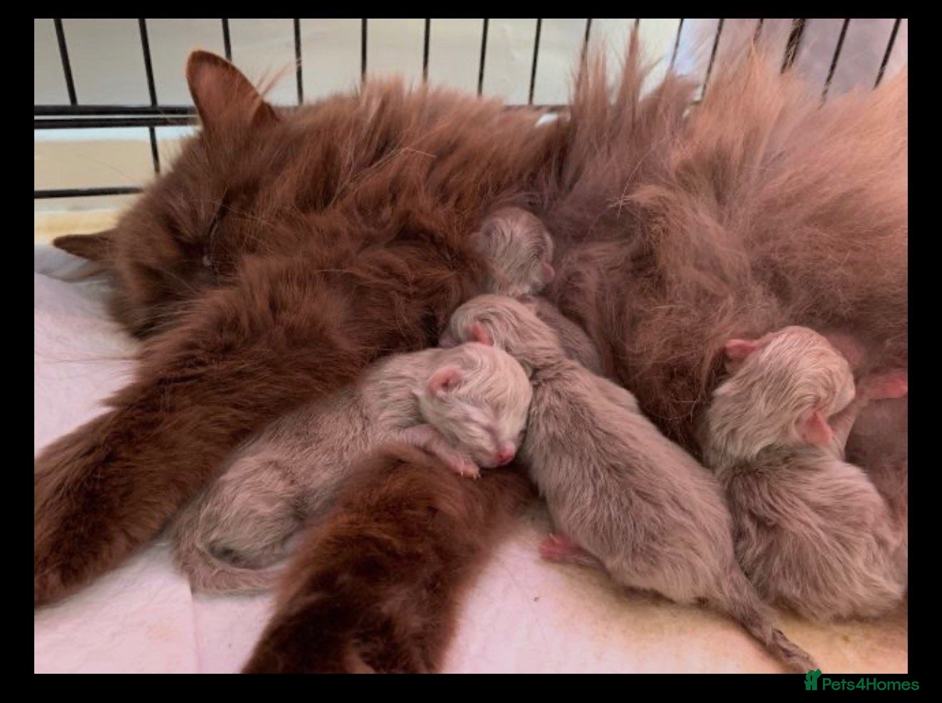 British Longhair cats British long hairkittens - Advert 1