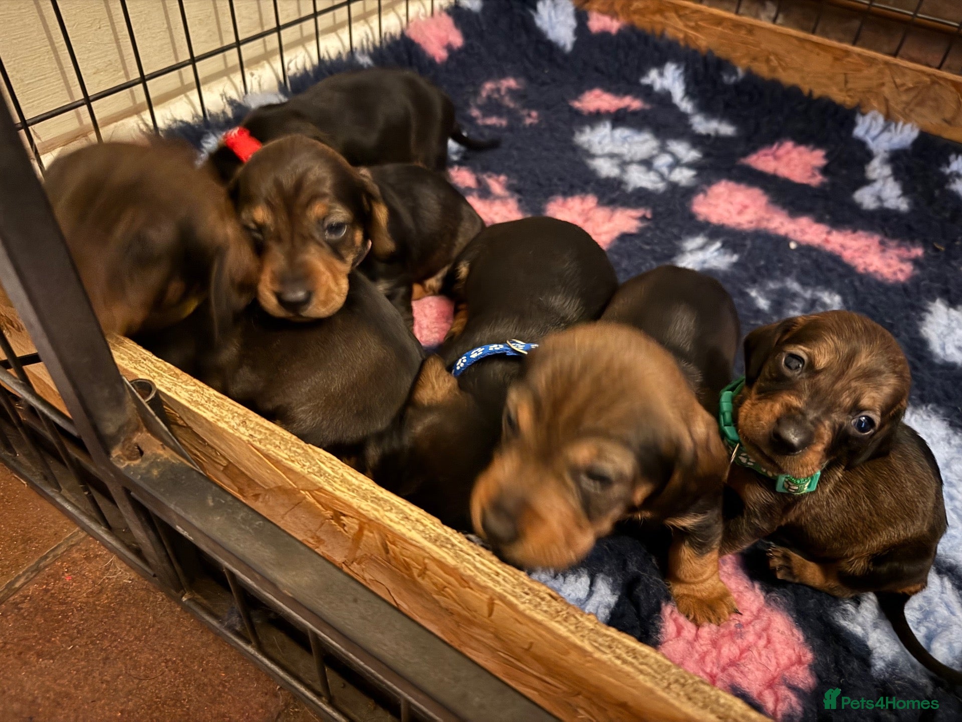 Dachshund dogs KC Registered Wire Haired Teckel Puppies - Advert 14