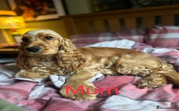 Cocker Spaniel dogs for sale: SHOW Cocker Spaniel puppies  - Image 10