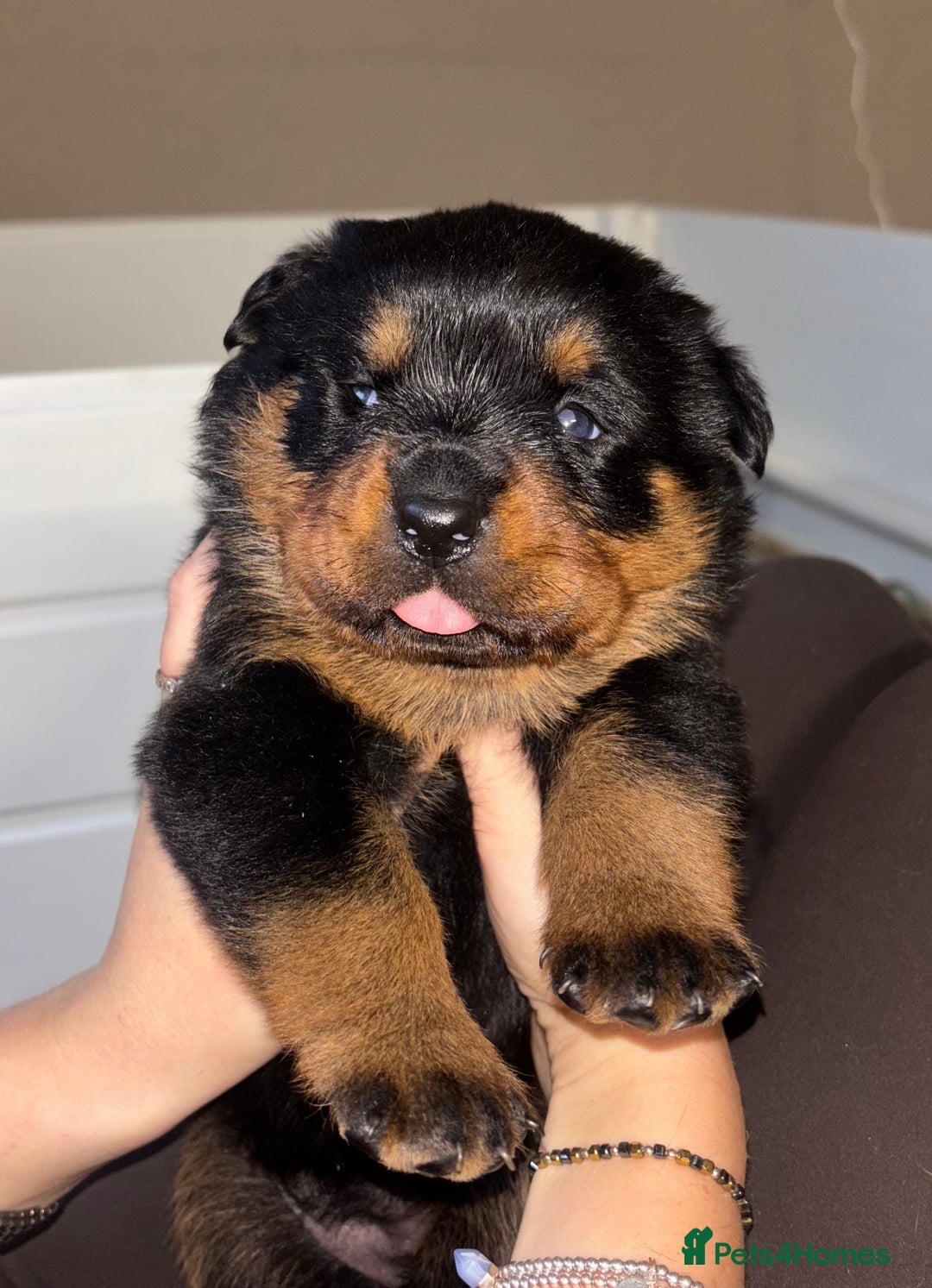 Rottweiler dogs for sale: Rottwieler pups kc registered - Advert 11