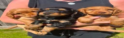 Cocker Spaniel dogs for sale: Cocker spaniel puppies - Advert 2