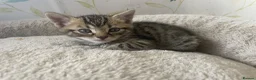Mixed Breed cats for sale: Bengal and Russian Blue mixed kittens - Advert 9