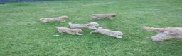 Cavapoo dogs for sale: Quality Health Tested F1b Miniature Cavapoos - Advert 12