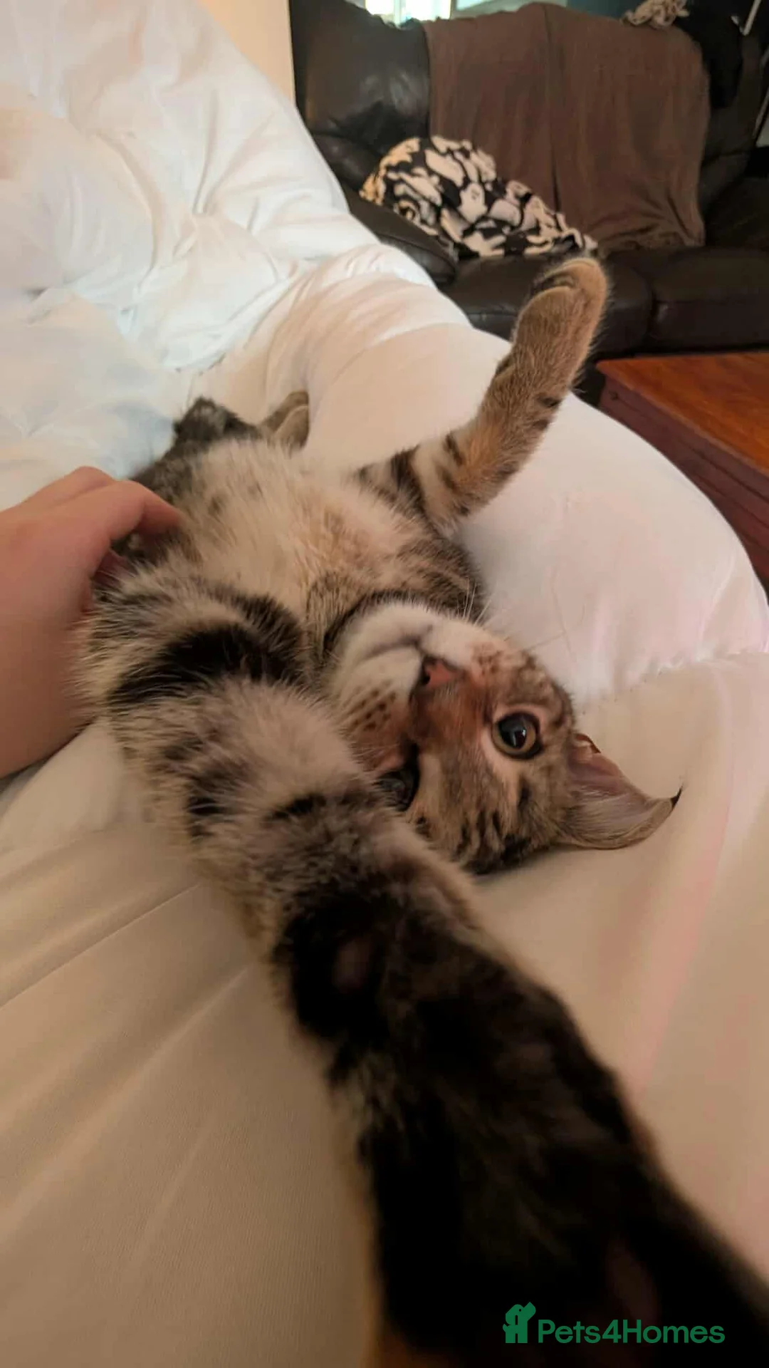 Mixed Breed cats for sale: BONDED PAIR KITTENS. Maine coone mixes in Camborne - Advert 4