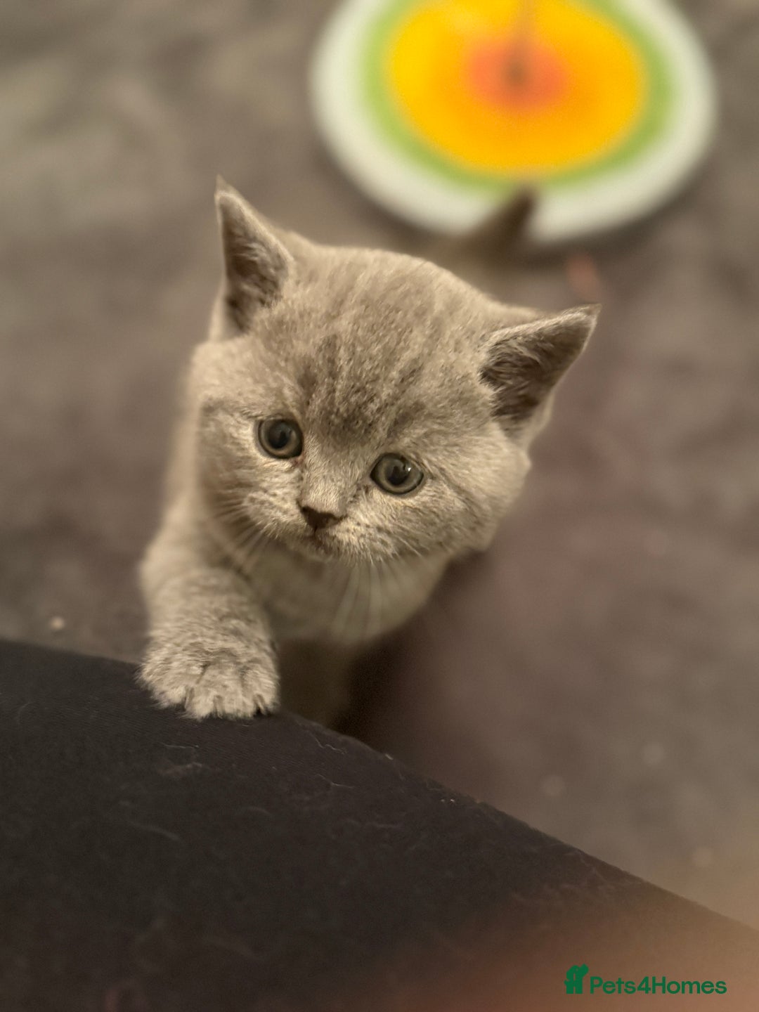 Scottish Fold cats for sale: Scottish Fold Kitten Looking for Home - Image 6
