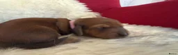Miniature Dachshund dogs for sale: Show class mini longhair pups from Crufts winner  - Advert 18
