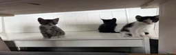Mixed Breed cats for sale: Three brothers  - Advert 3