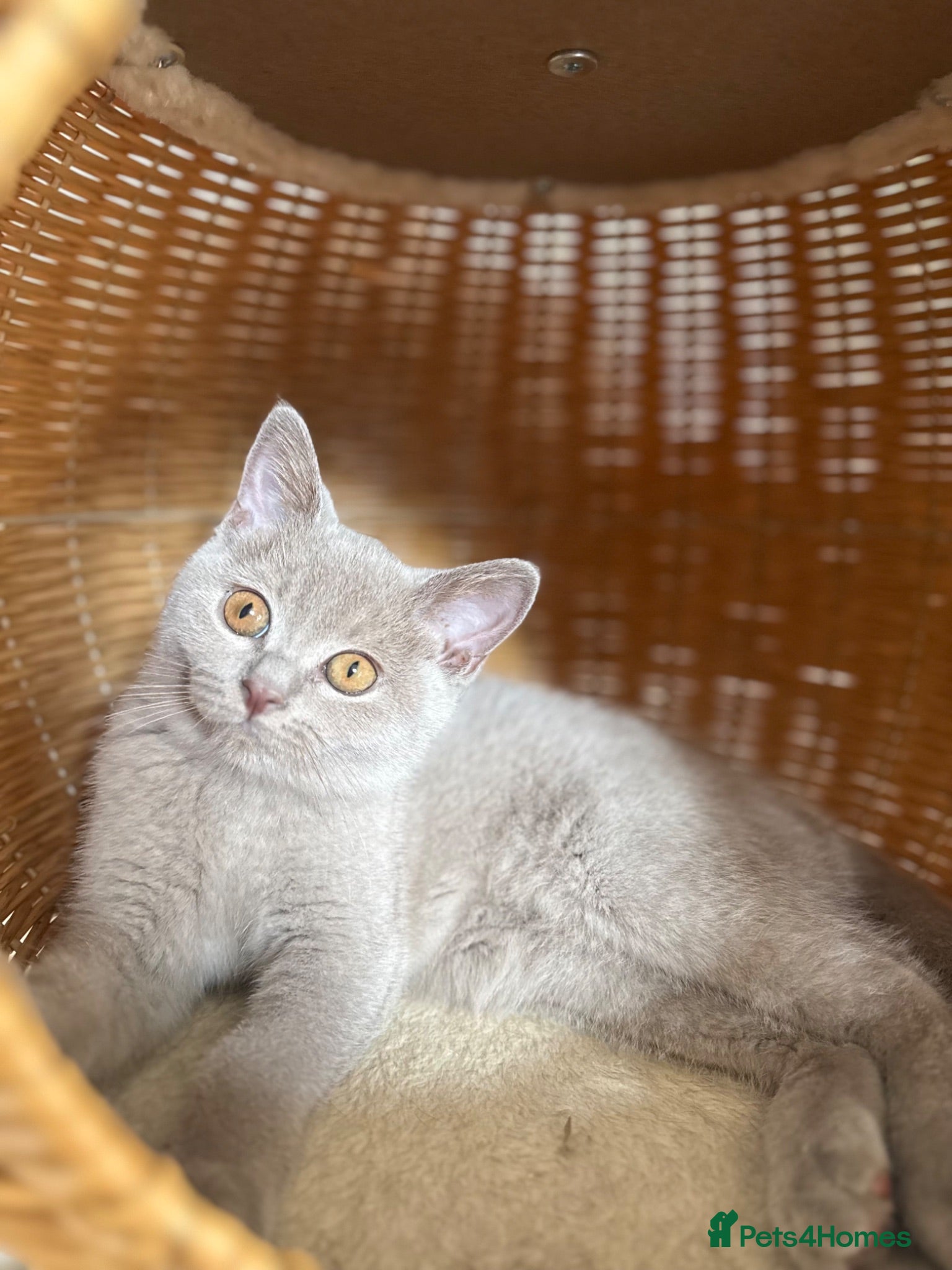 British Shorthair cats 🏆CUDDLY & loving BSH lilac Summer SALE🏆 - Advert 1