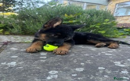 German Shepherd dogs for sale: 6 month old GSD pup  - Image 5