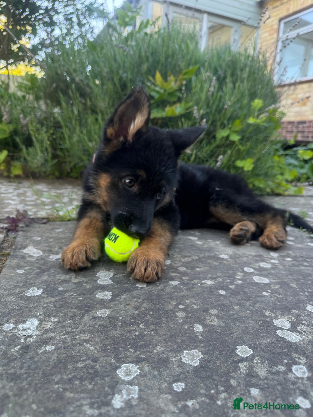 German Shepherd dogs for sale: 6 month old GSD pup  - Image 5