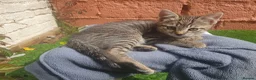 Mixed Breed cats for sale: Kitten for sale - Advert 3