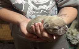 French Bulldog dogs for sale: 2 Stunning French Bulldogs  - Advert 7