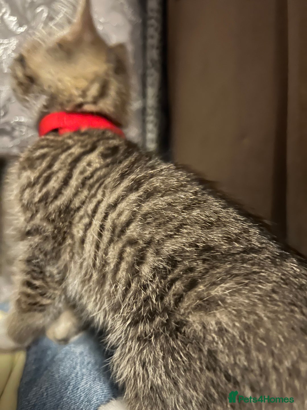 Mixed Breed cats for sale: Kittens  - Image 3