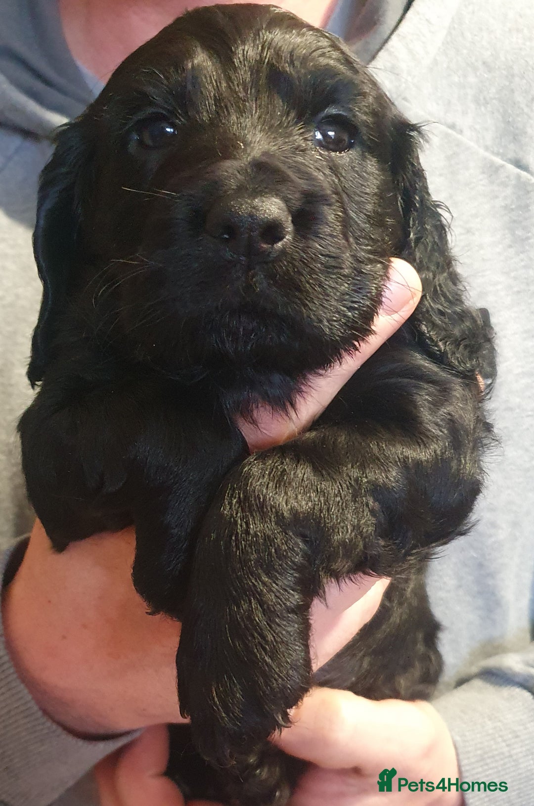 Cocker Spaniel dogs for sale: KC Registered Working Cocker Spaniel  - Advert 19
