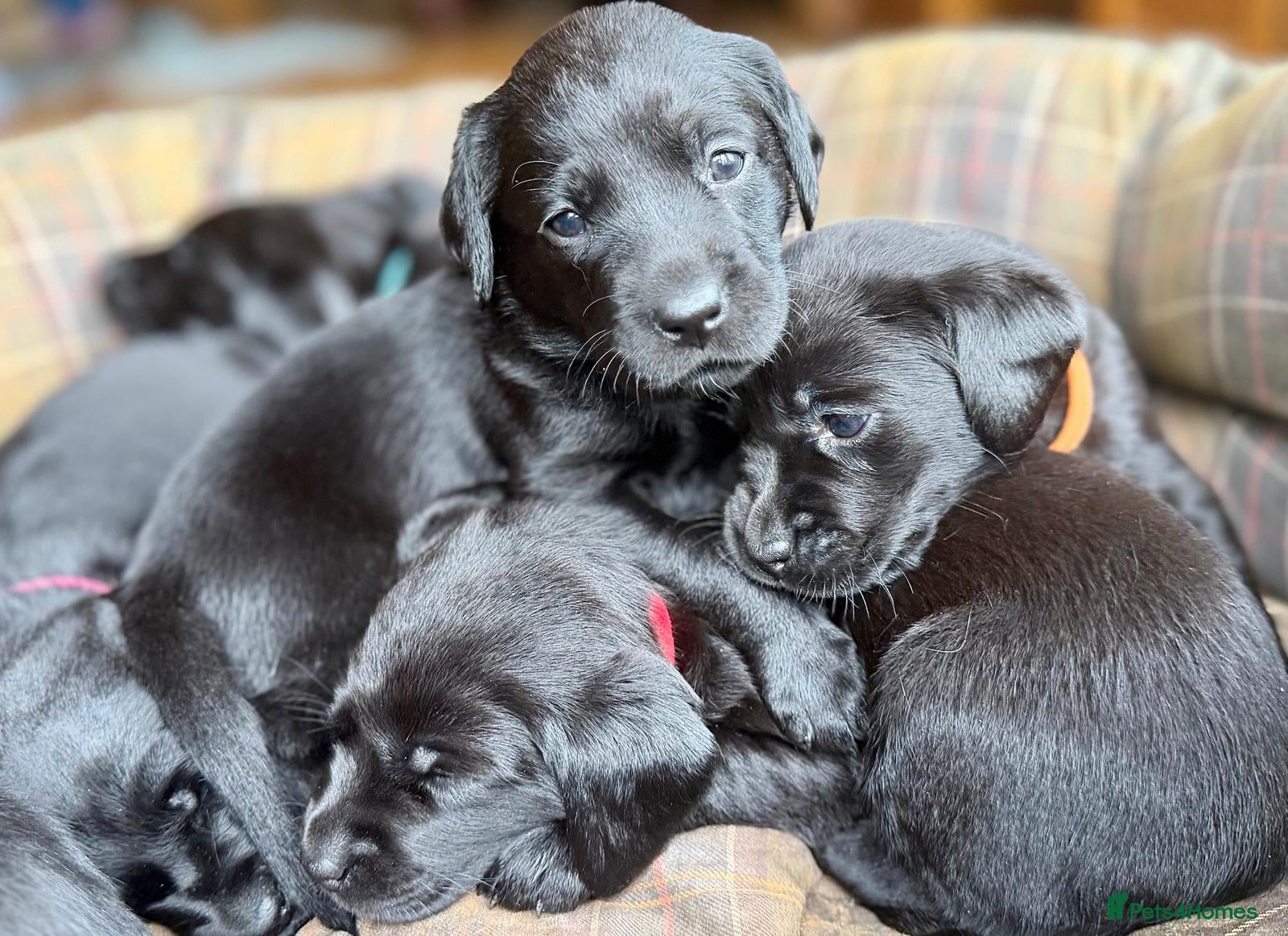 Labrador Retriever dogs Outstanding Labrador Puppies–Exceptional Pedigree - Advert 2