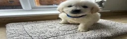 Golden Retriever dogs for sale: Gorgeous golden retriever pups - Advert 23