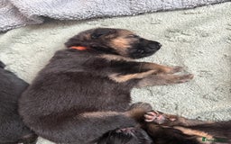 German Shepherd dogs for sale: Only 1 boy left Kc German Shepherd Puppies in Canvey Island - Image 13