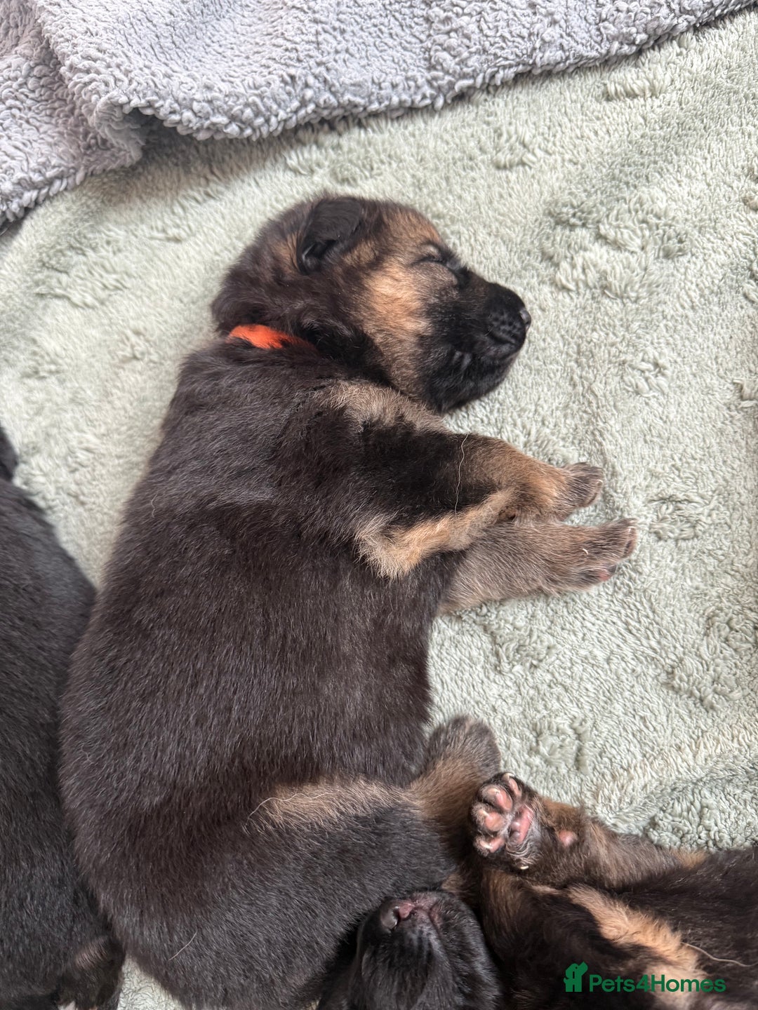 German Shepherd dogs for sale: Only 1 boy left Kc German Shepherd Puppies in Canvey Island - Image 13