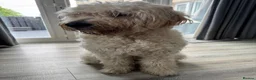 Goldendoodle dogs for sale: Alfie in Dunfermline - Advert 3