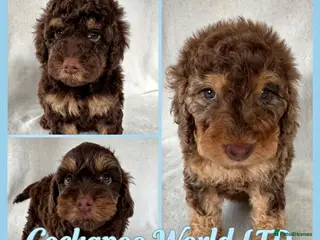 Cockapoo dogs DNA CLEAR, Beautiful Cockapoo Pups,Ready 5th June - Advert 5