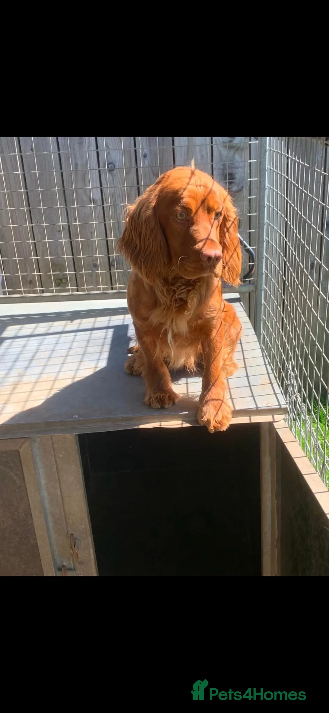 Cocker Spaniel dogs for sale: Cocker spaniel puppies  - Advert 2