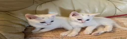 Mixed Breed cats for sale: Kittens  - Advert 4