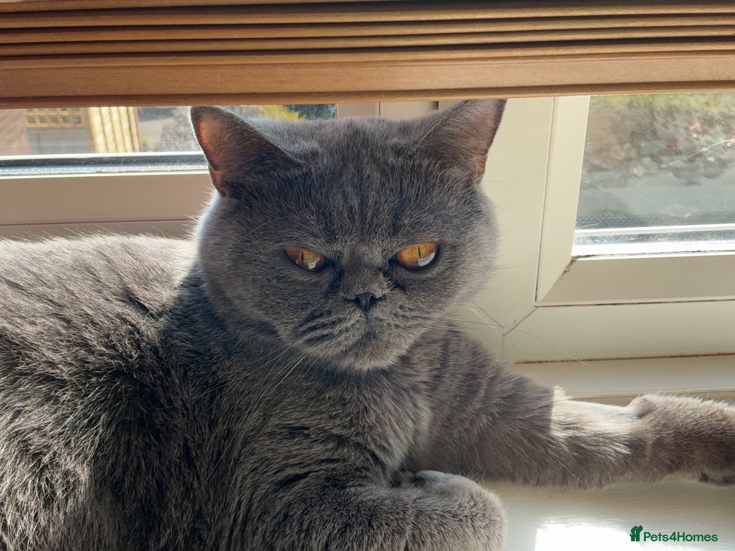 British Shorthair cats BSH name Lucy - Advert 2