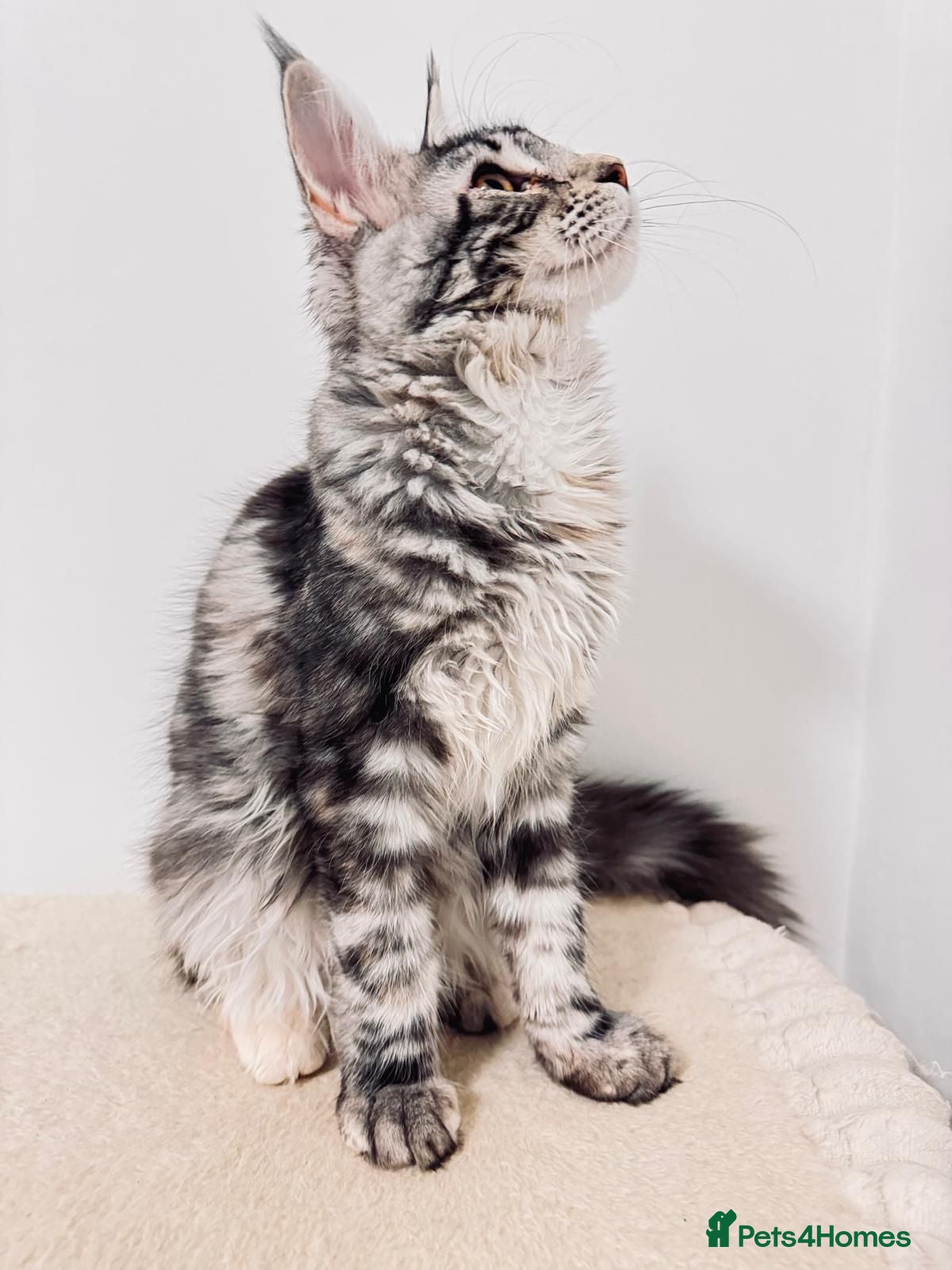 Maine Coon cats Beautiful Maine Coon girl TICA REG - Advert 1