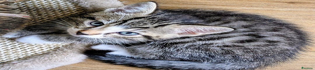 Male