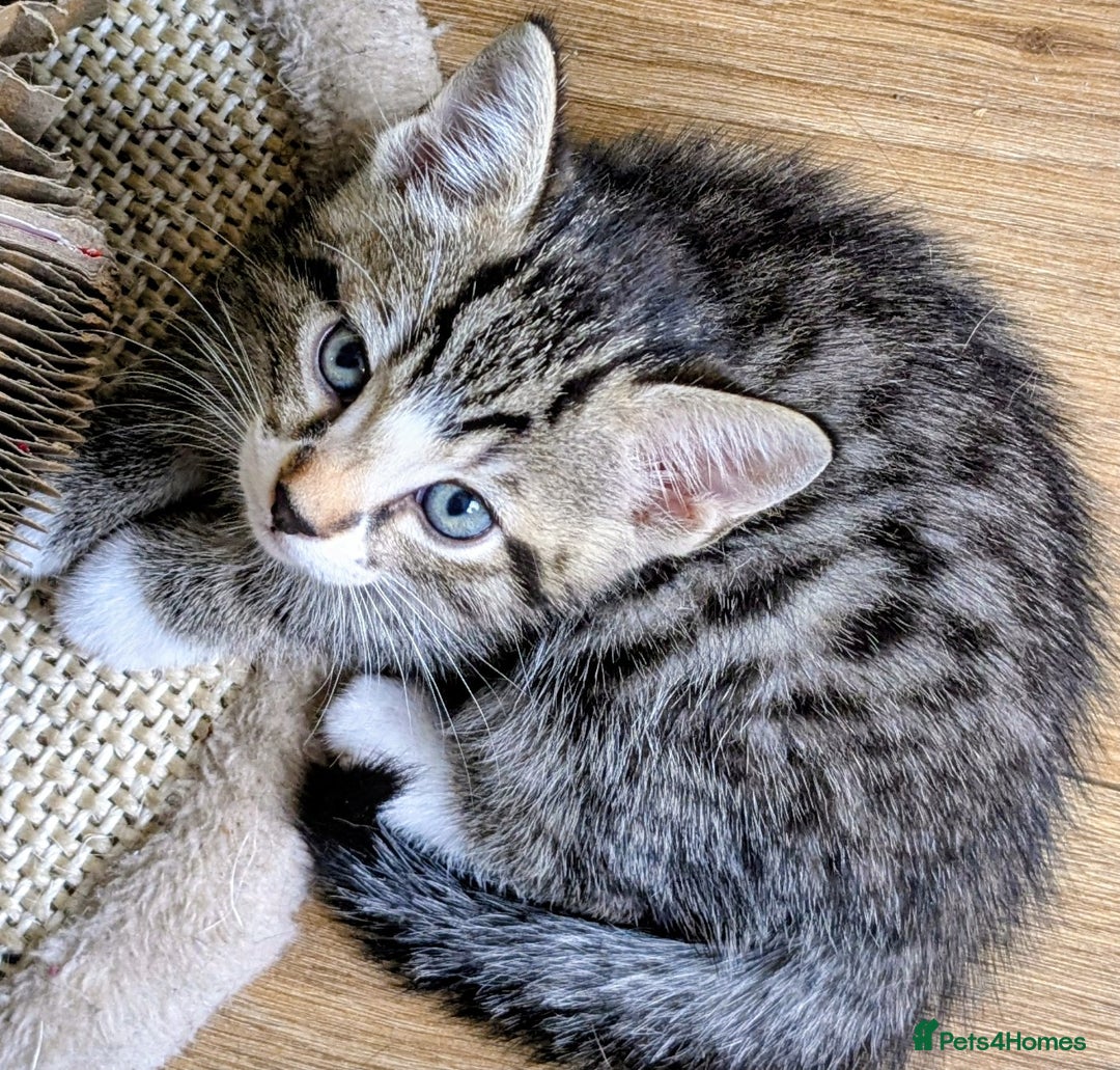 Mixed Breed cats for sale: Lovely girl and boy  - Image 3
