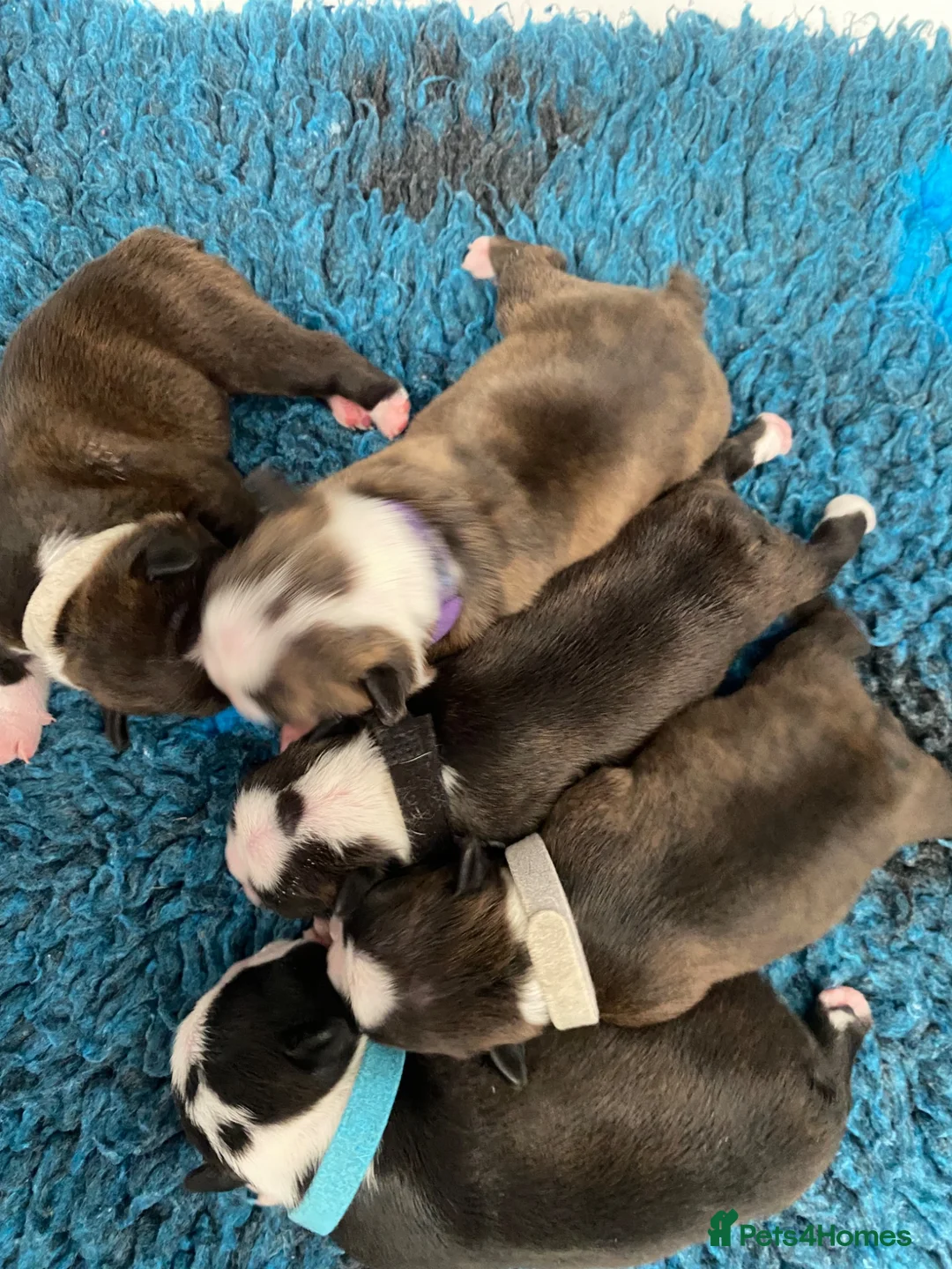 Boston Terrier dogs for sale: Five gorgeous puppies, looking for a forever home - Advert 1