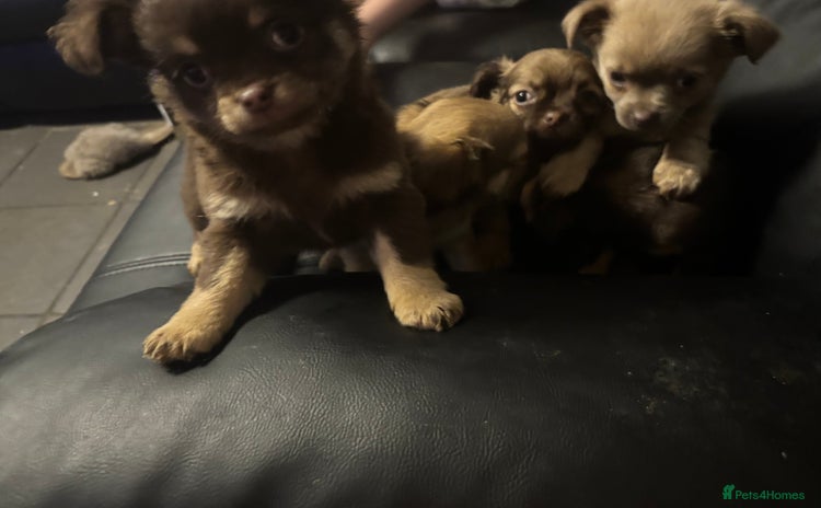 Chihuahua dogs 4 adorable male 3/4 chihuahuas  - Advert 6