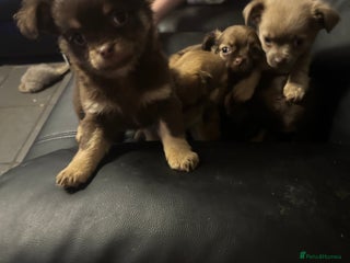 Chihuahua dogs 4 adorable male 3/4 chihuahuas - Advert 2